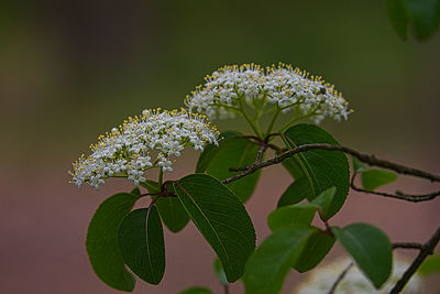 Two white blossoms on trees