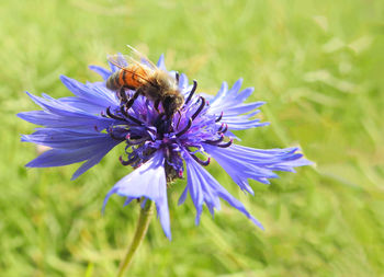 Close-up of bee pollinating on purple cornflower