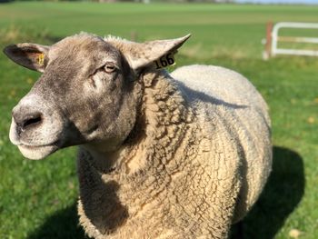 Close-up portrait of a sheep