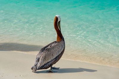 Bird perching on shore