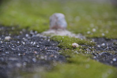 Surface level of stones on ground