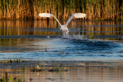 Bird in lake