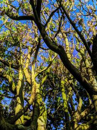 Low angle view of tree against sky