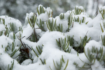 Close-up of snow covered plants on field