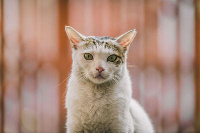 Close-up portrait of cat