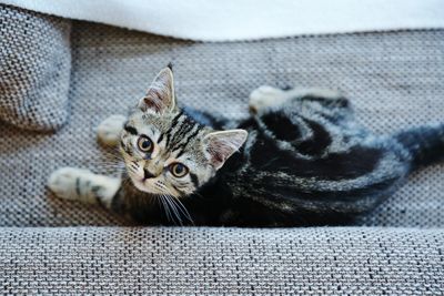 High angle view of cat on sofa