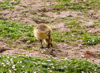 Gosling standing on field