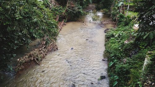 High angle view of water flowing through a forest