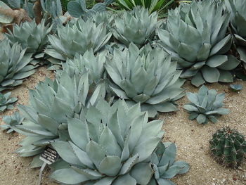 High angle view of white flowers