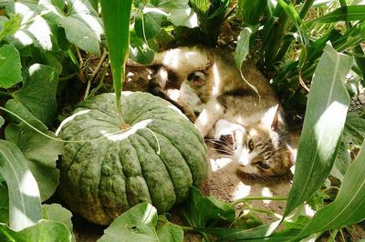 Cat in plants