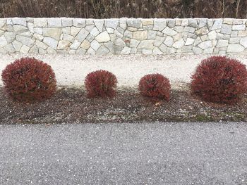 High angle view of plants