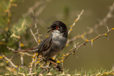 Close-up of bird perching on branch