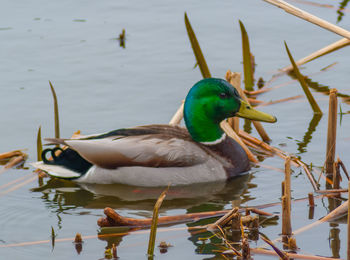 Mallard duck swimming on lake