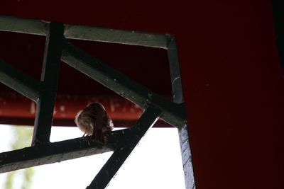 Low angle view of bird perching on wall