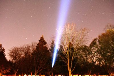 Trees against sky at night