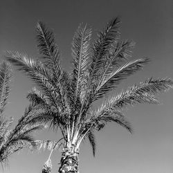 Low angle view of trees
