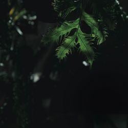 Close-up of tree at night