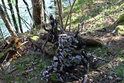 Trees growing on field in forest