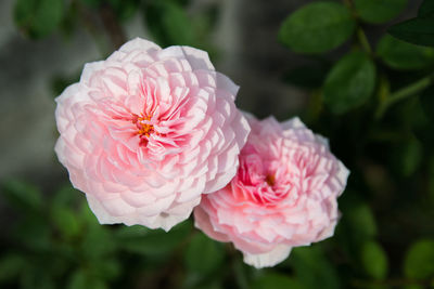 Close-up of pink rose flower