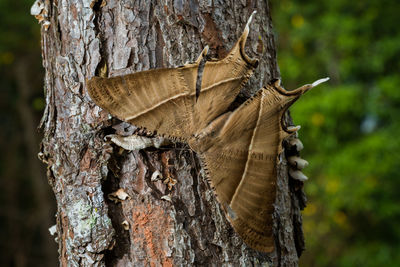 Close-up of lizard on tree trunk