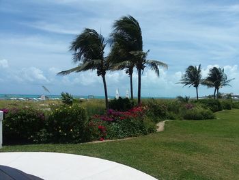 Palm trees by swimming pool against sky