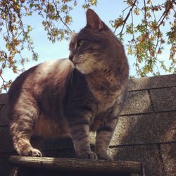 Low angle view of cat sitting on wall