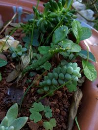 High angle view of fruits growing on potted plant