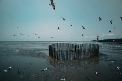 Seagulls flying over beach against sky