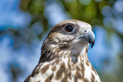 Close-up of a coopers hawk