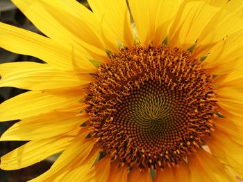 Close-up of sunflower