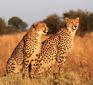 View of cats on field