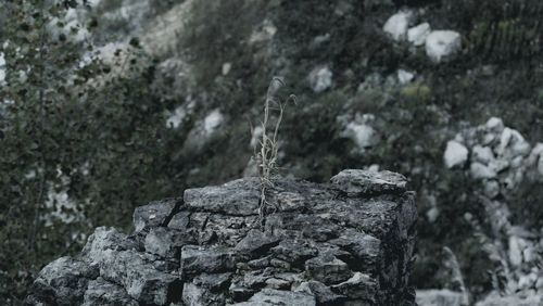 Close-up of rocks