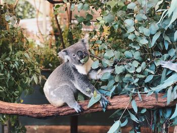 Close-up of koala on tree