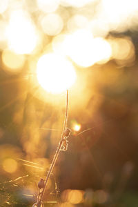 Close-up of spider web against bright sun