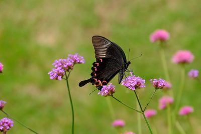 Butterfly pollinating on pink flower