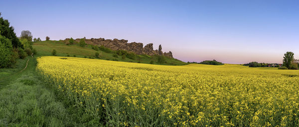 Scenic view of field against clear sky