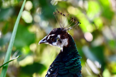 Close-up of a bird