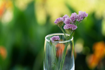 Close-up of pink flowering plant