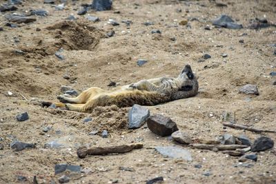 High angle view of sheep on sand