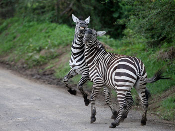View of zebra standing on road
