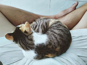 High angle view of cat sleeping on bed