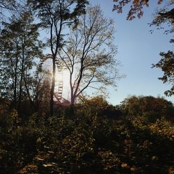Trees in forest against sky