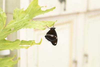 Close-up of insect on plant