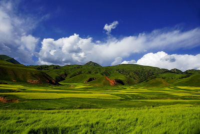 Scenic view of agricultural field against sky