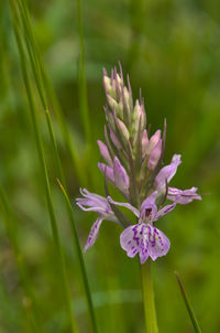 plant
