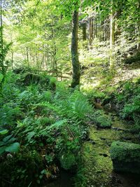 Scenic view of forest