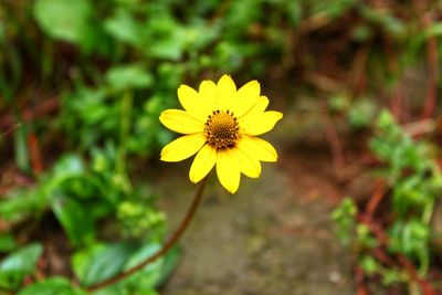 Close-up of yellow flowering plant