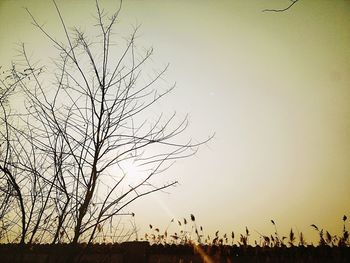 Silhouette of bare tree against clear sky