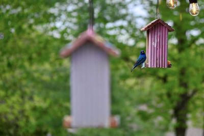 Bird perching on wooden post