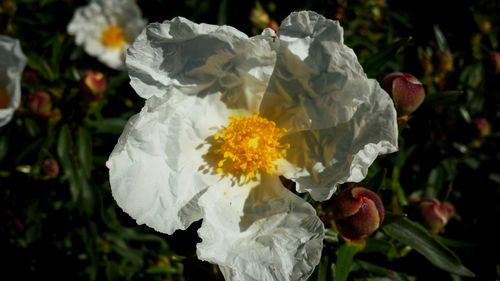 Close-up of flowers blooming outdoors